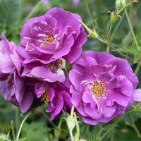 Verkauf Beetrose ‘Rhapsody in Blue’® - Rosa Rhapsody in Blue® Frantasia