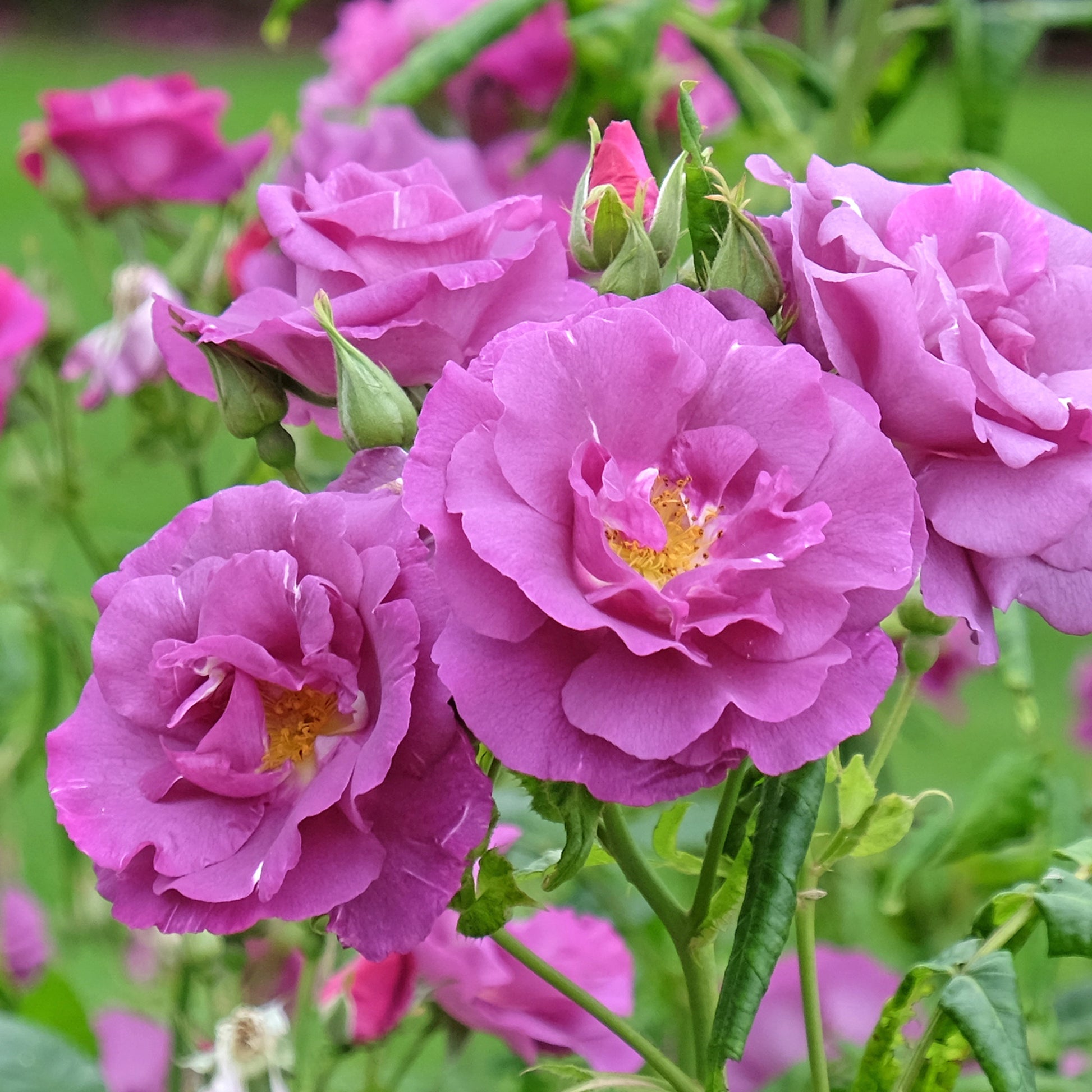 Beetrose ‘Rhapsody in Blue’® - Rosa Rhapsody in Blue® Frantasia - Bakker