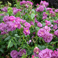 Rosa Rhapsody in Blue® Frantasia - Beetrose ‘Rhapsody in Blue’® - Rosen