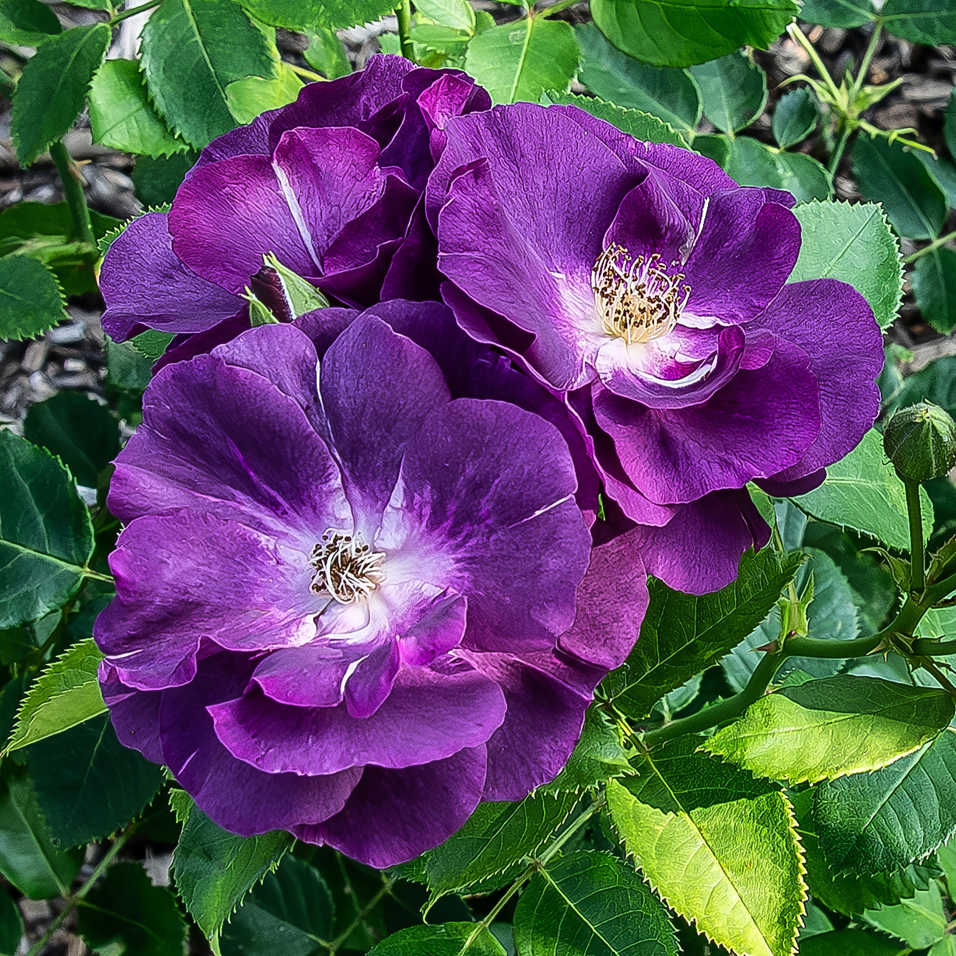 Rosen - Beetrose ‘Rhapsody in Blue’® - Rosa Rhapsody in Blue® Frantasia