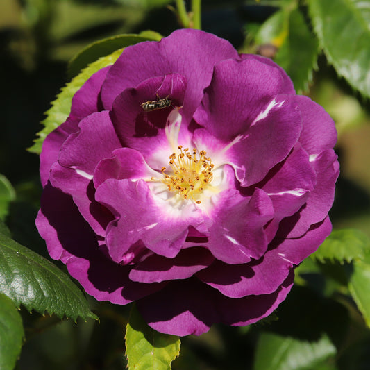 Beetrose ‘Rhapsody in Blue’® - Bakker
