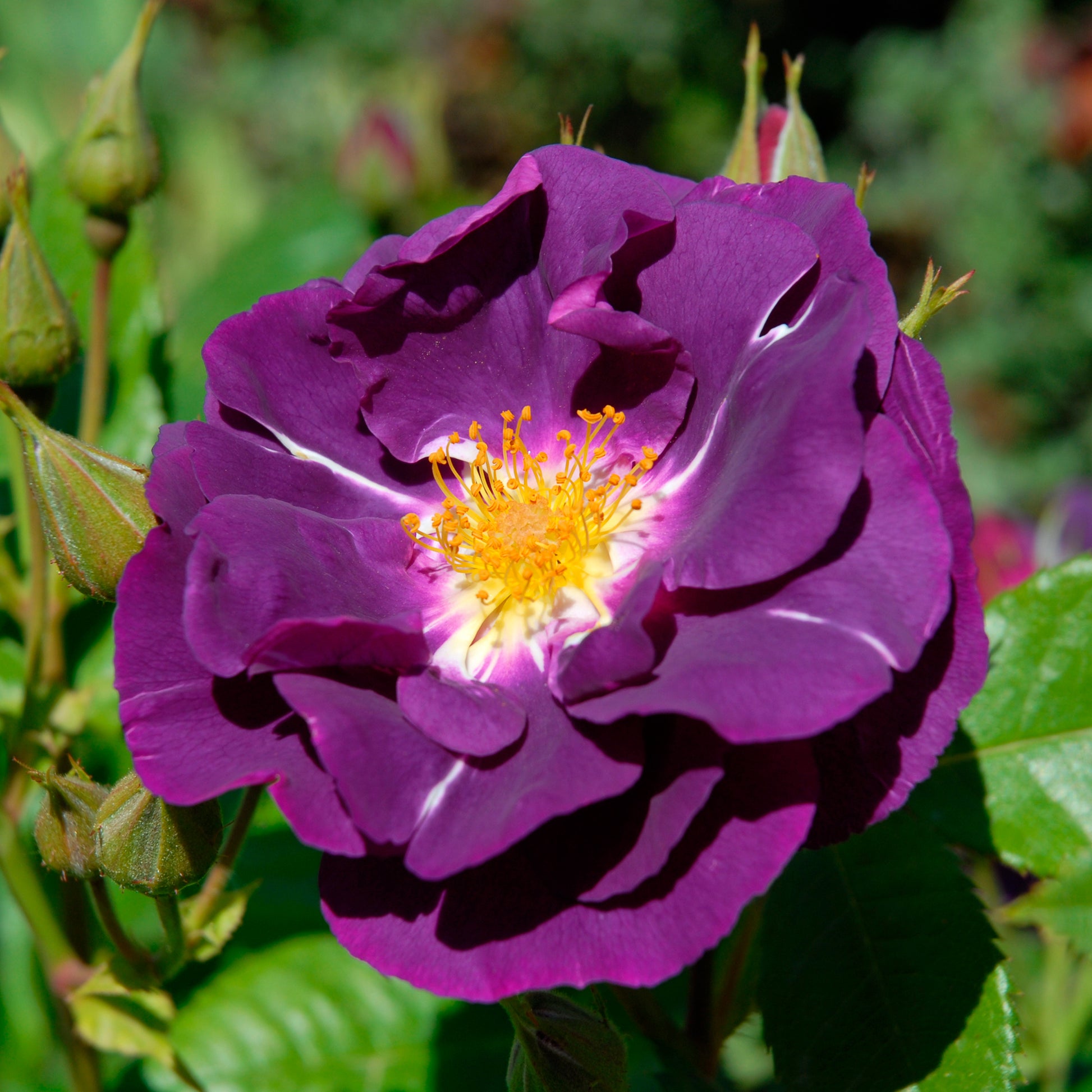 Beetrose ‘Rhapsody in Blue’® - Rosen - Bakker