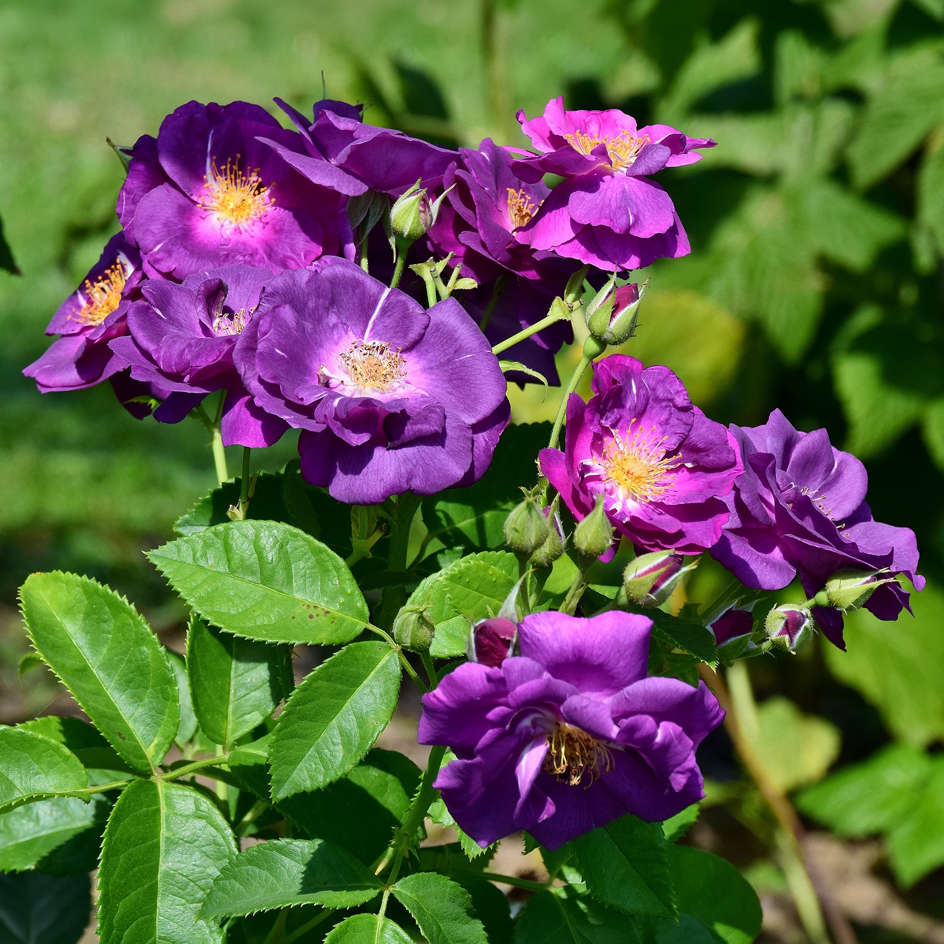 Verkauf Beetrose ‘Rhapsody in Blue’®