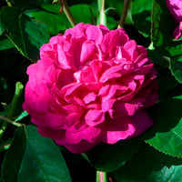 Rosen - Historische Rose 'Rose de Rescht' - Rosa Rose de Rescht