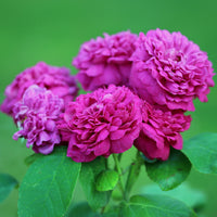 Historische Rose 'Rose de Rescht' - Rosa Rose de Rescht - Bakker