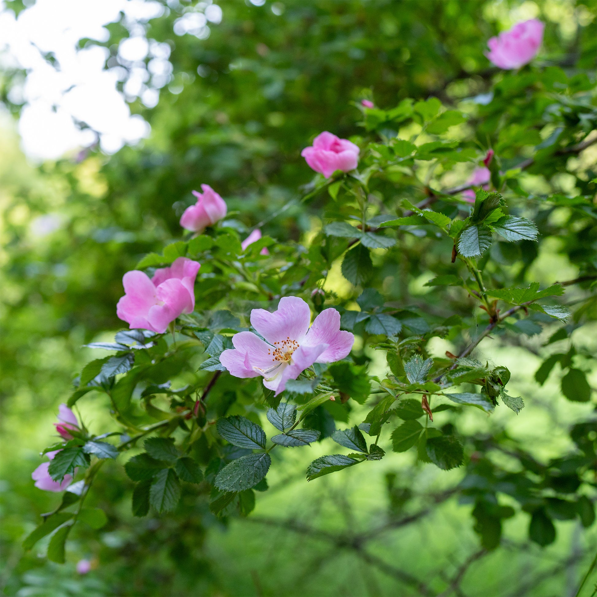Rosa rubiginosa - Duftende Wildrose - Rosen
