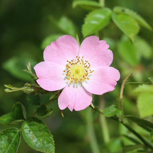 Duftende Wildrose - Bakker