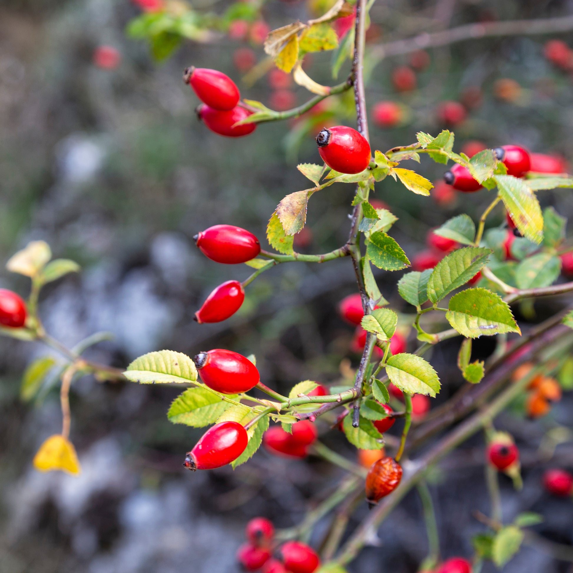 Duftende Wildrose - Rosa rubiginosa - Bakker