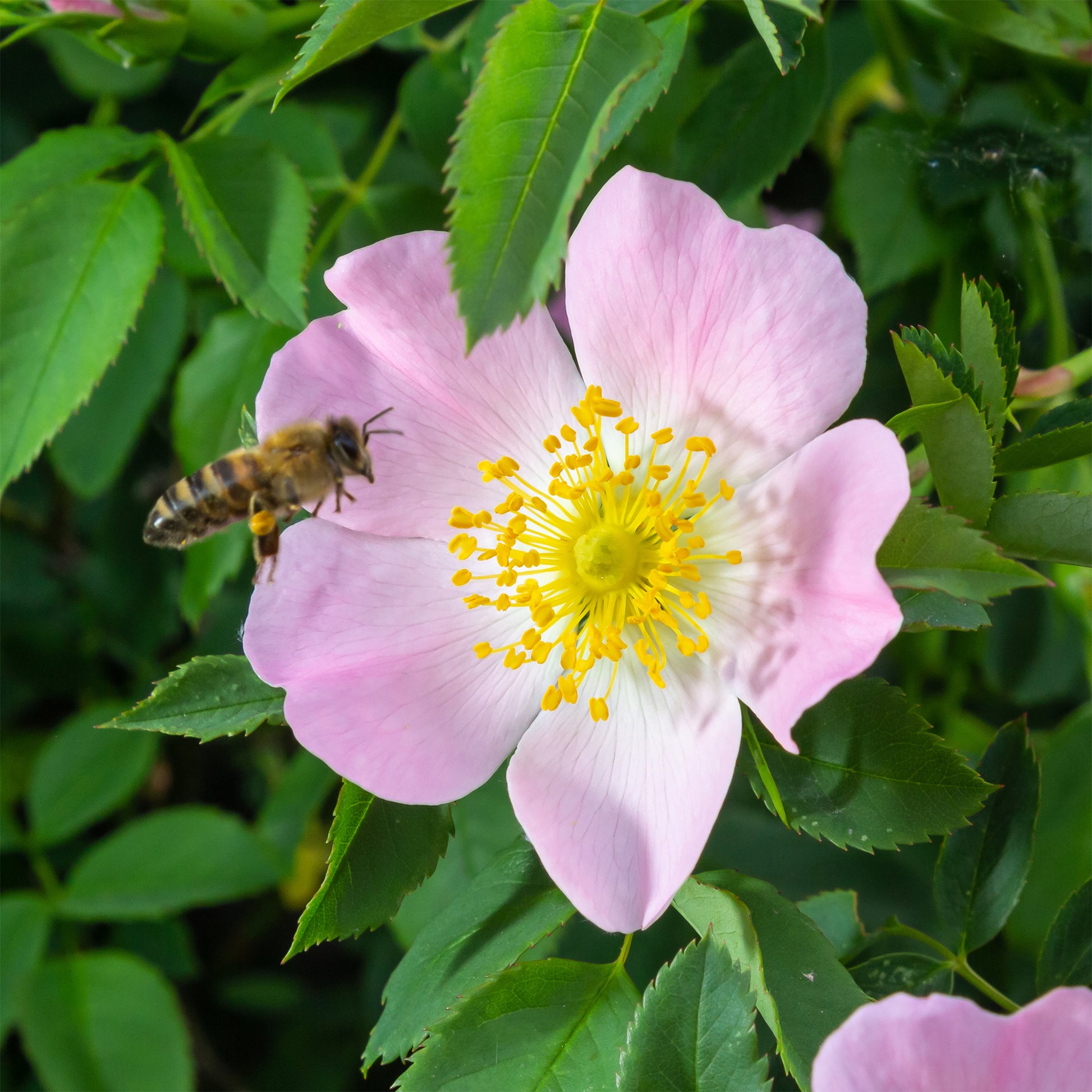 Rosen - Duftende Wildrose - Rosa rubiginosa
