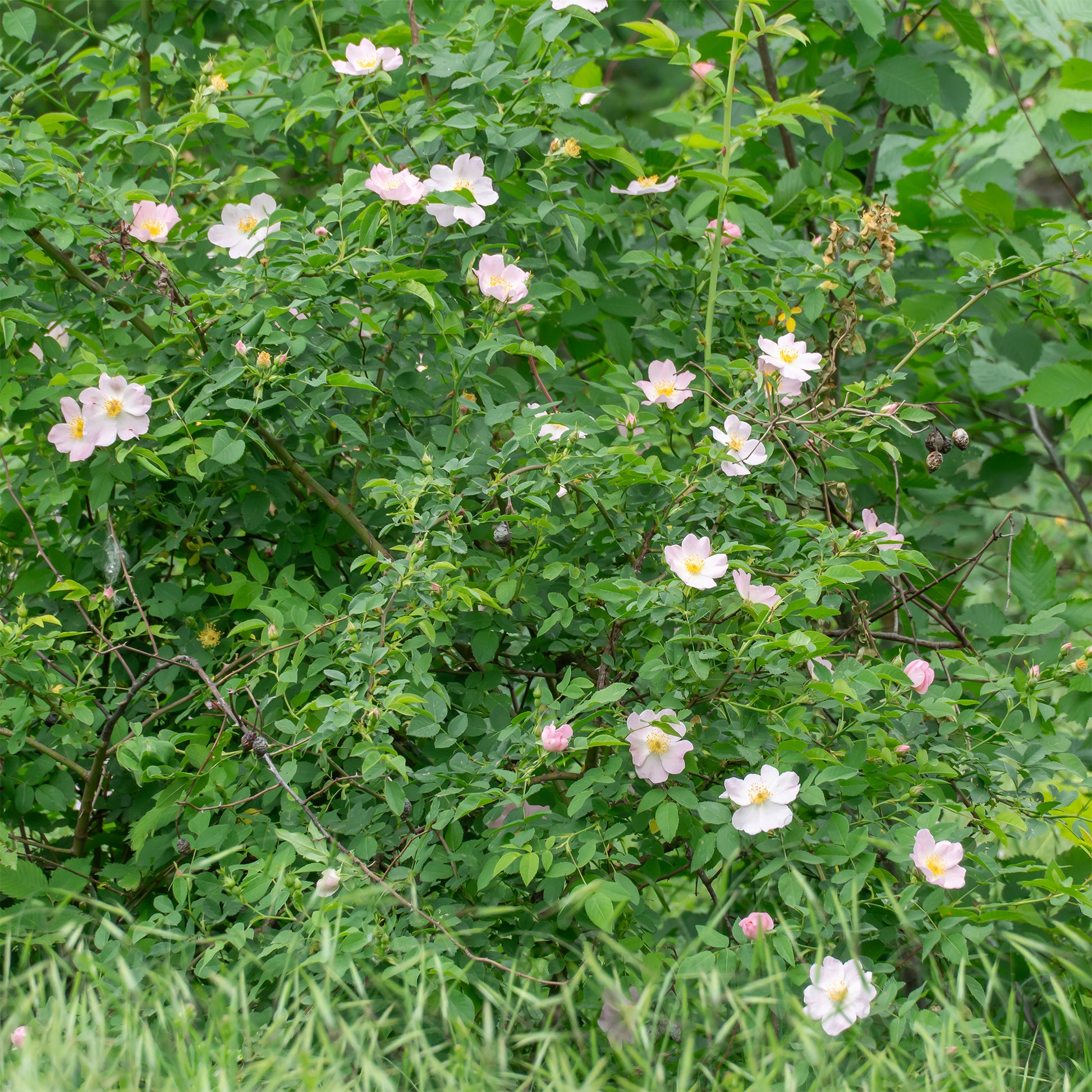 Verkauf Duftende Wildrose - Rosa rubiginosa