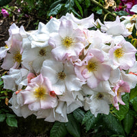 Rosa Sally Holmes - Rose Sally Holmes - Rosen
