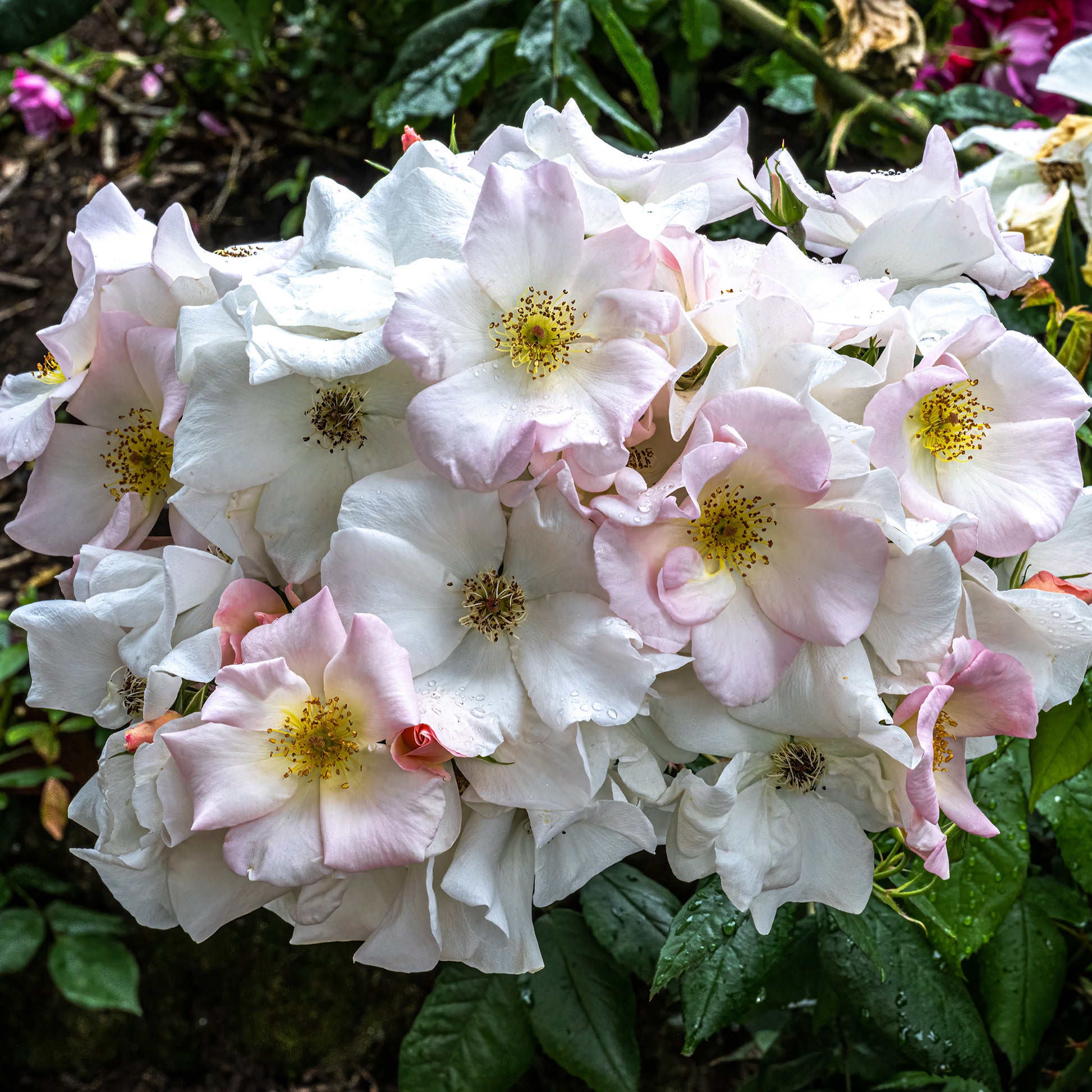Rosa Sally Holmes - Rose Sally Holmes - Rosen