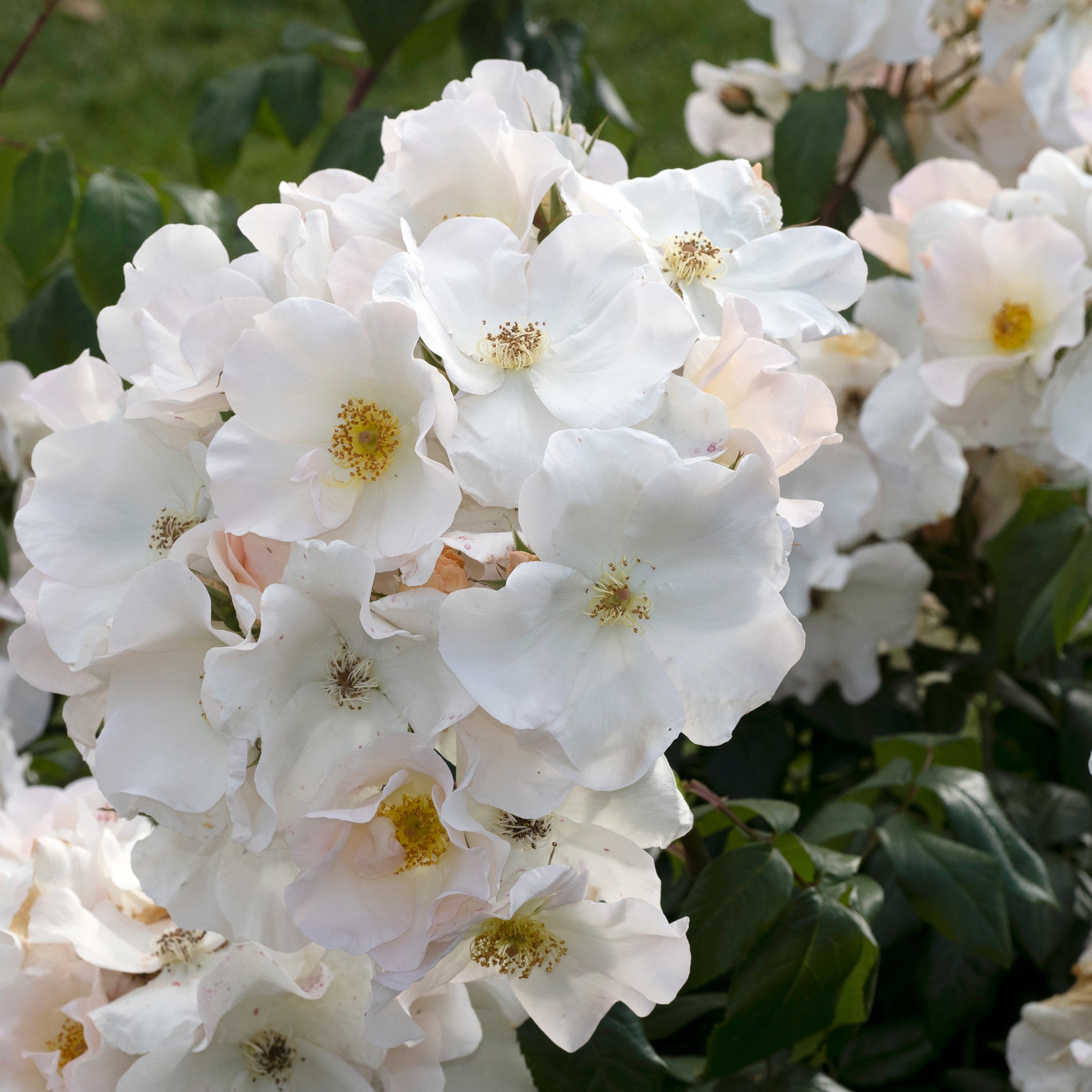Rosen - Rose Sally Holmes - Rosa Sally Holmes