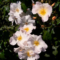 Rose Sally Holmes - Rosa Sally Holmes - Bakker