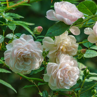 Bodendeckerrose 'Sea Foam' - Rosa Sea Foam - Bakker