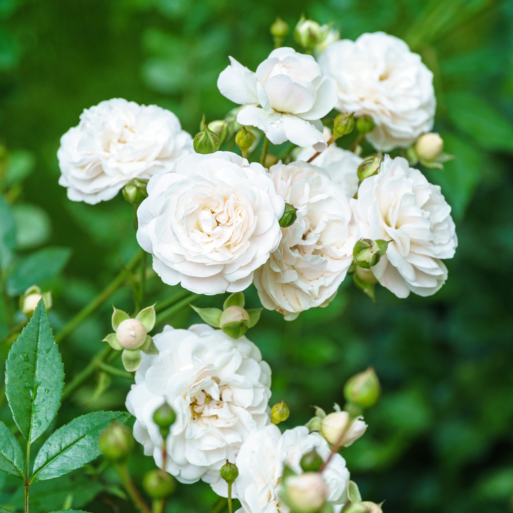 Bodendeckerrose 'Sea Foam' - Bakker