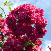 Kletterrose ‘Super Excelsa’® - Rosa Super Excelsa® - Bakker