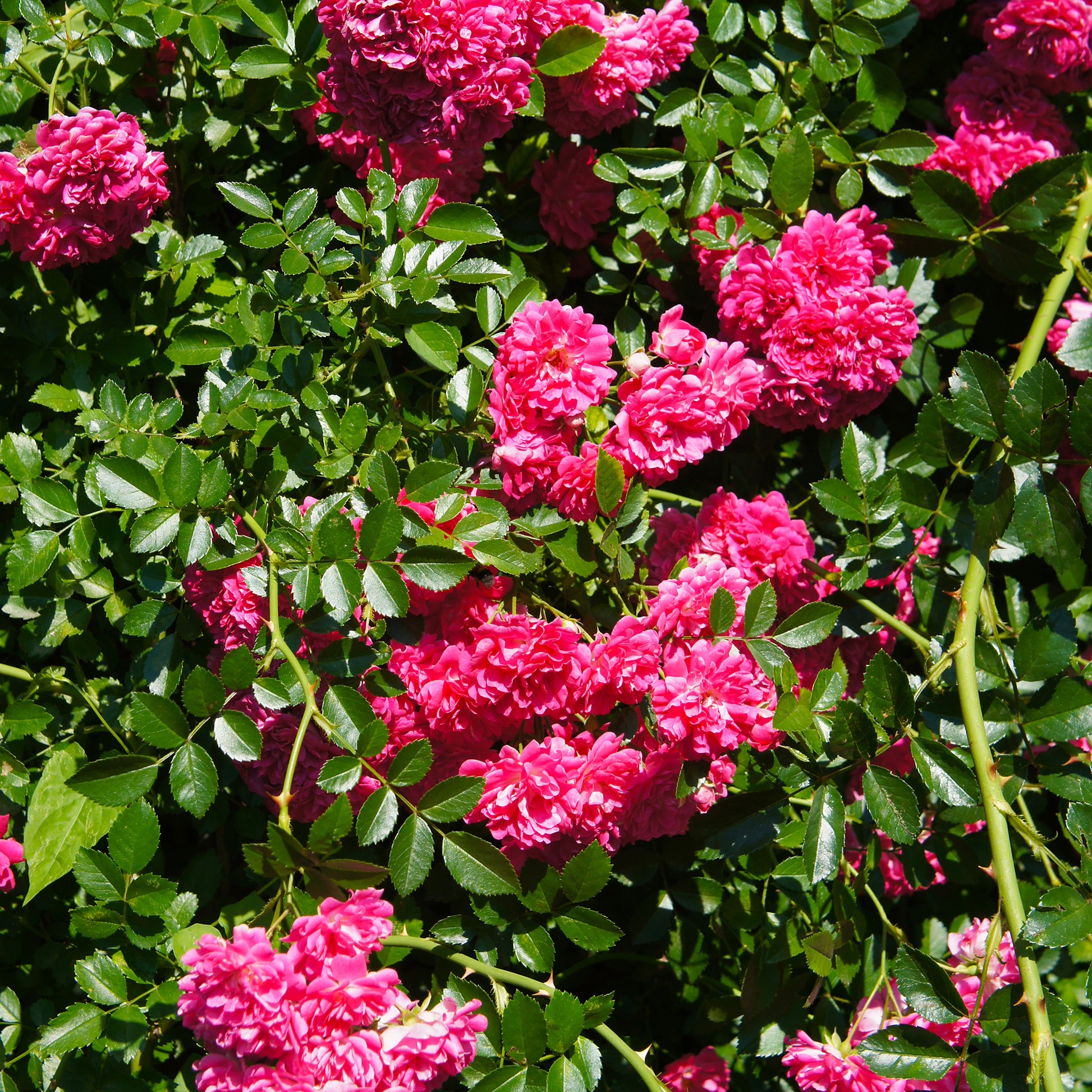 Duftrosen - Rosenstrauch Astrid Gräfin von Hardenberg ® - Rosa astrid gräfin von hardenberg ®