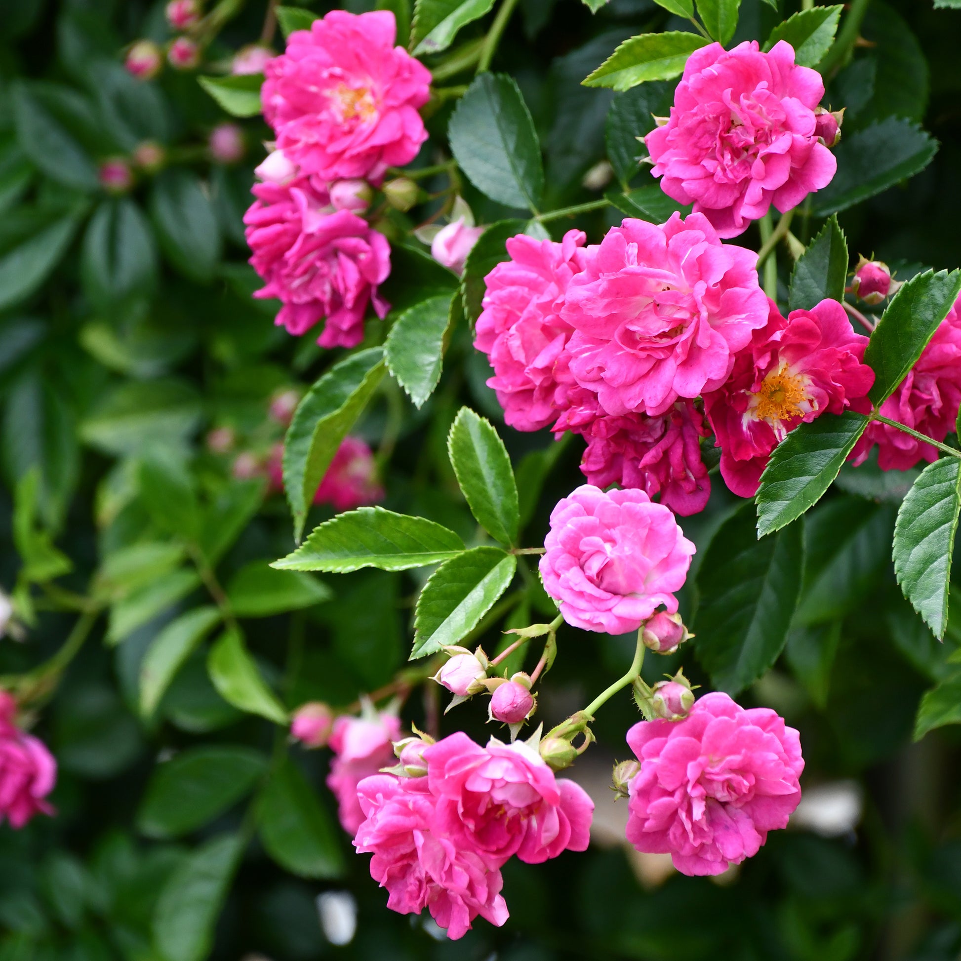 Rosenstrauch Astrid Gräfin von Hardenberg ® - Rosa astrid gräfin von hardenberg ® - Bakker
