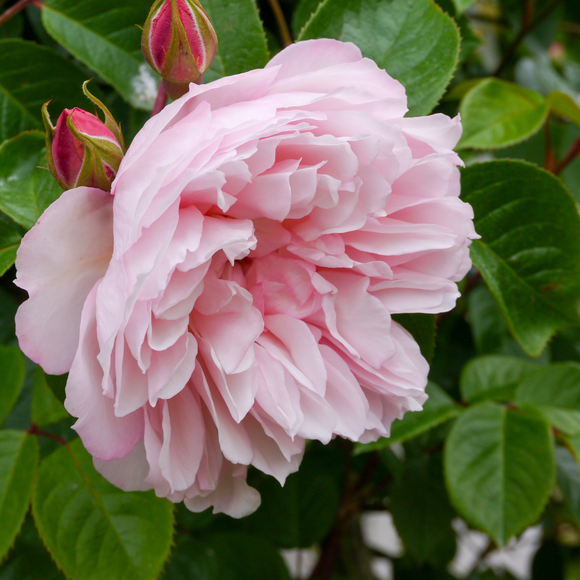 Rosa The Generous Gardener® Ausdrawn - Rose The Generous Gardener® - Kletterrosen