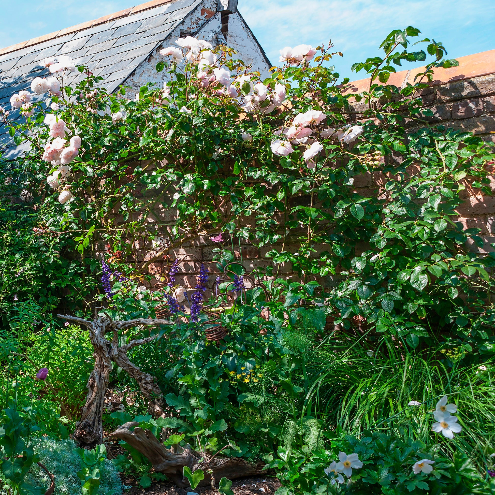 Rose The Generous Gardener® - Rosa The Generous Gardener® Ausdrawn - Bakker