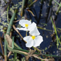 Uferpflanzen - Grasartiges Pfeilkraut - Sagittaria graminea
