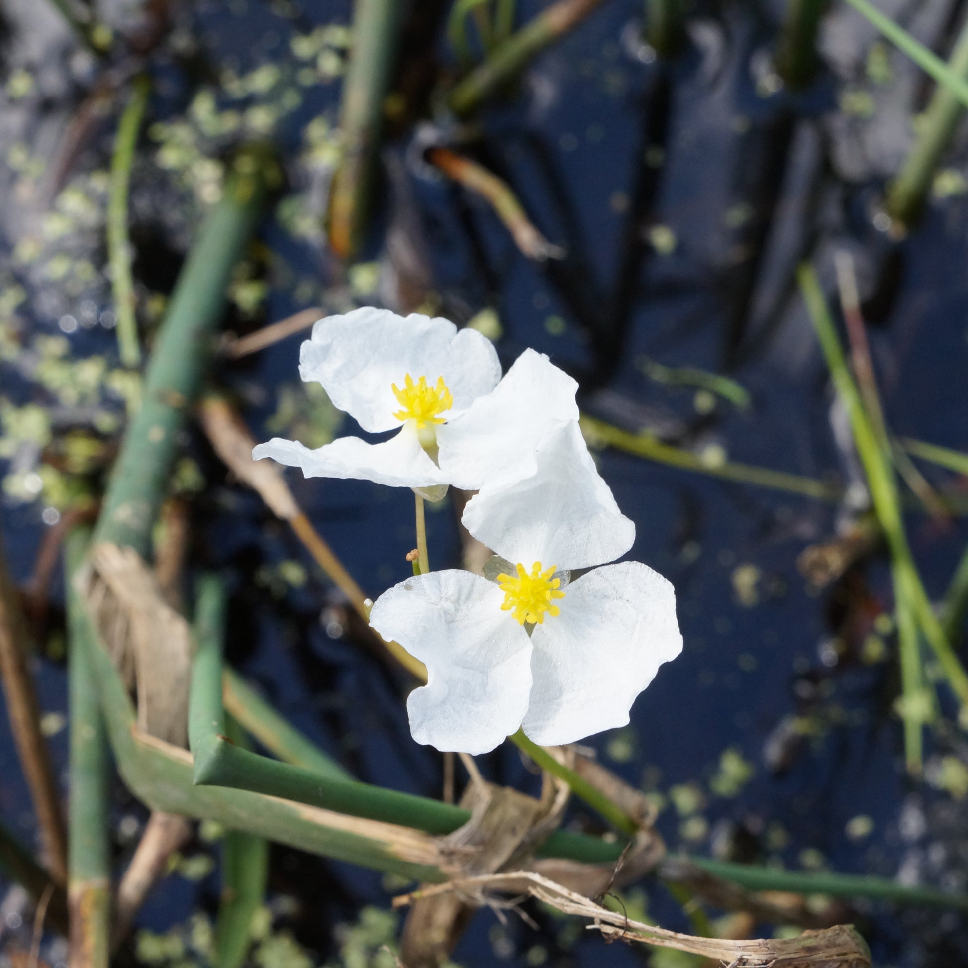 Uferpflanzen - Grasartiges Pfeilkraut - Sagittaria graminea