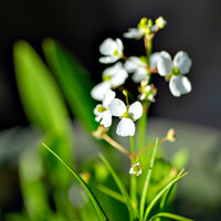 Grasartiges Pfeilkraut - Sagittaria graminea - Bakker