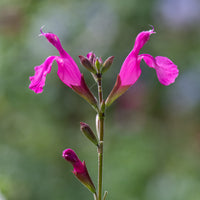 Strauchsalbei ‘Cerro Potosi’ - Salvia microphylla Cerro Potosi - Bakker
