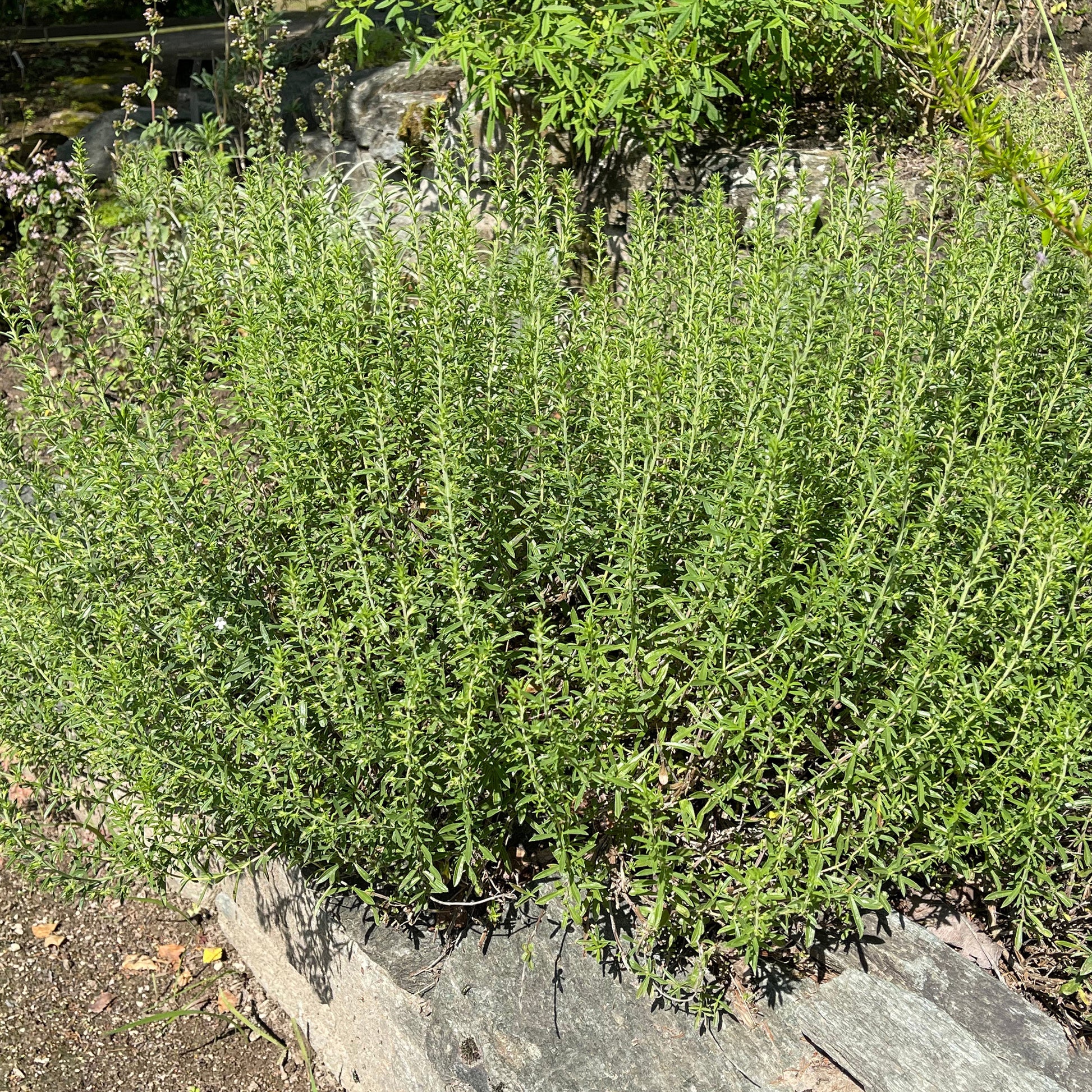 Bohnenkraut - Satureja - Bakker