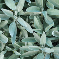 Gartensalbei - Salvia officinalis - Bakker