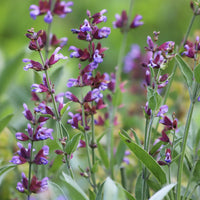 Salvia officinalis - Gartensalbei - Salbei