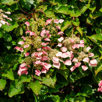 Schizophragma hydrangeoides Roseum - Kletterhortensie 'Roseum' - Kletterhortensie