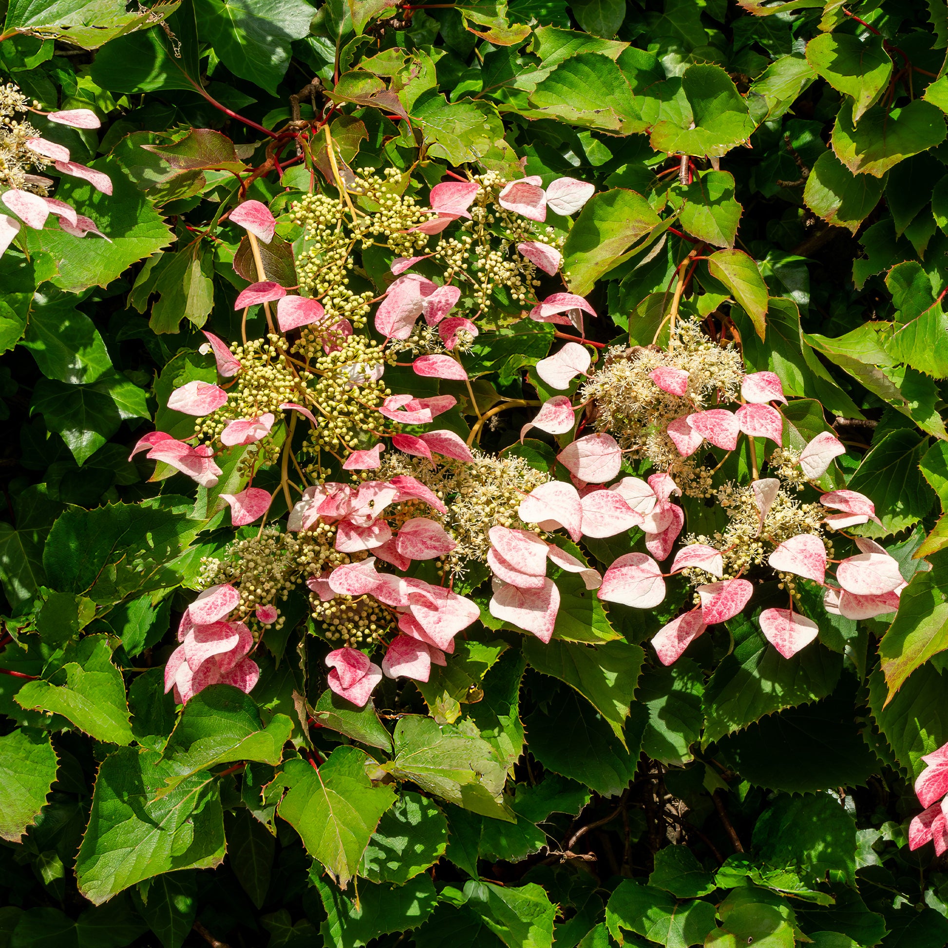 Schizophragma hydrangeoides Roseum - Kletterhortensie 'Roseum' - Kletterhortensie