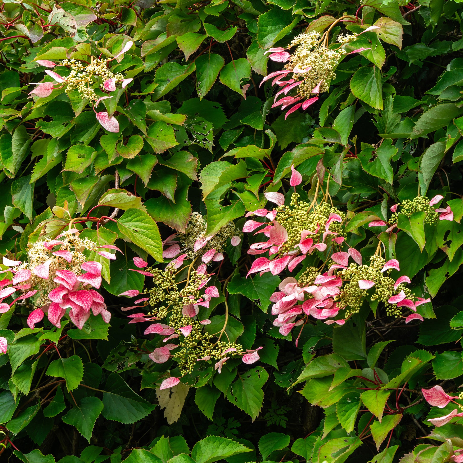 Kletterhortensie 'Roseum' - Bakker