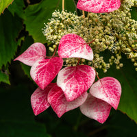 Kletterhortensie 'Roseum' - Schizophragma hydrangeoides Roseum - Bakker