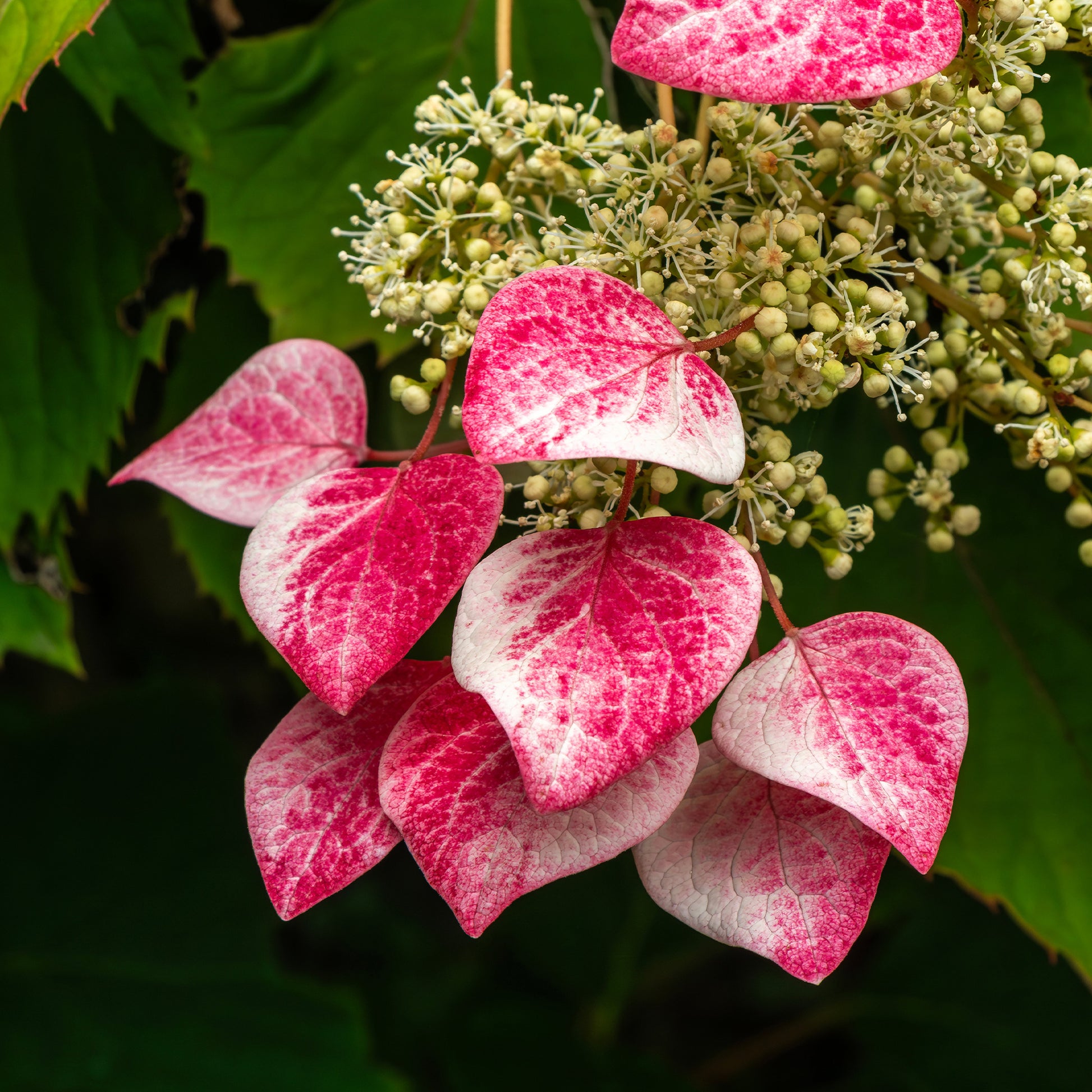 Kletterhortensie 'Roseum' - Schizophragma hydrangeoides Roseum - Bakker