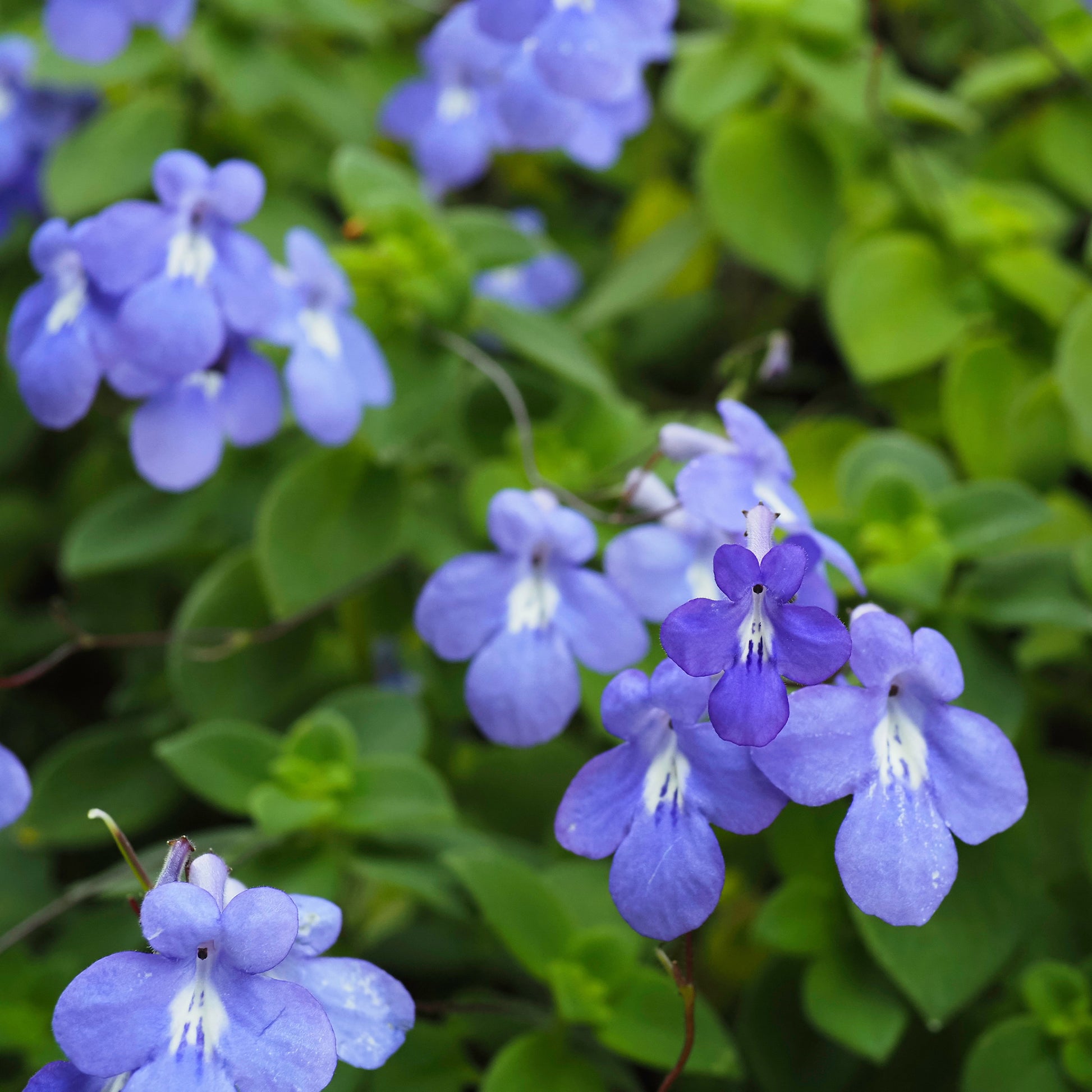 Purpur-Streptocarpus - Streptocarpus saxorum - Bakker