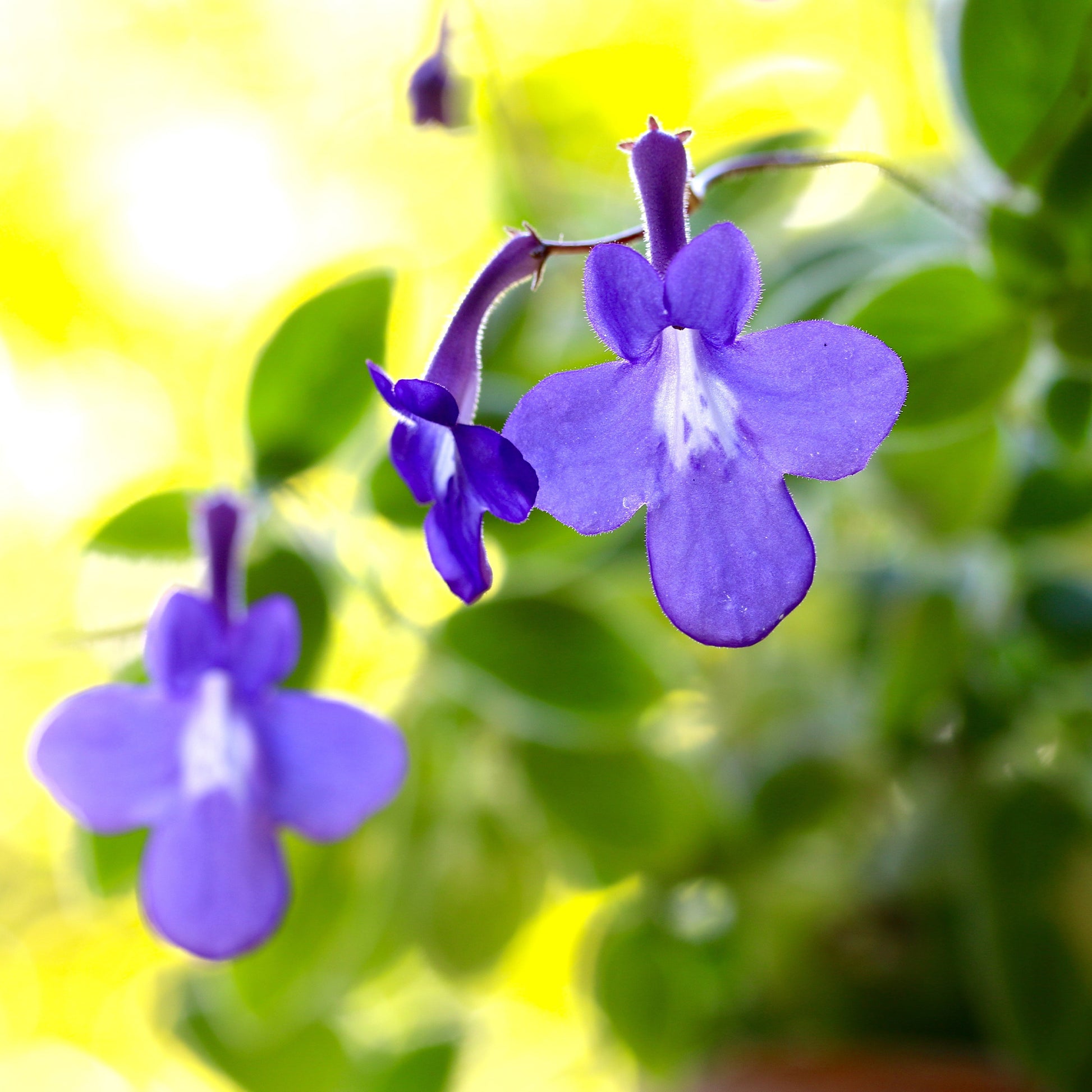 Purpur-Streptocarpus - Bakker