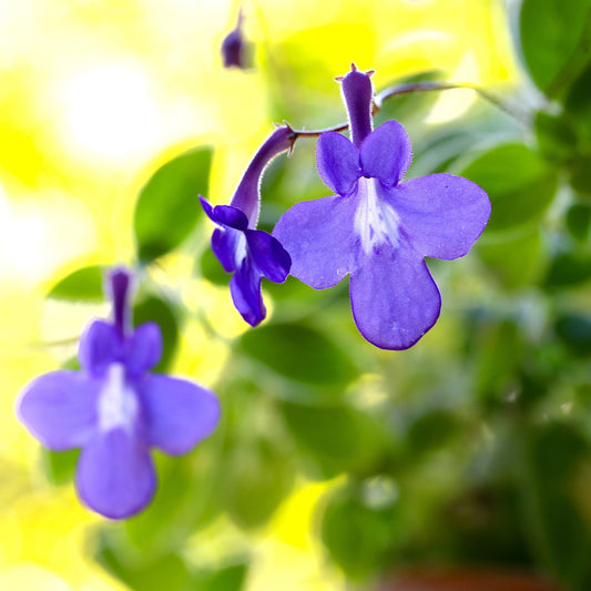 Purpur-Streptocarpus - Bakker