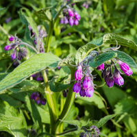 Beinwell - Symphytum officinale - Bakker