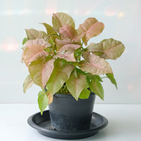 Syngonium Neon - Pfeilblatt 'Neon' - Syngonium