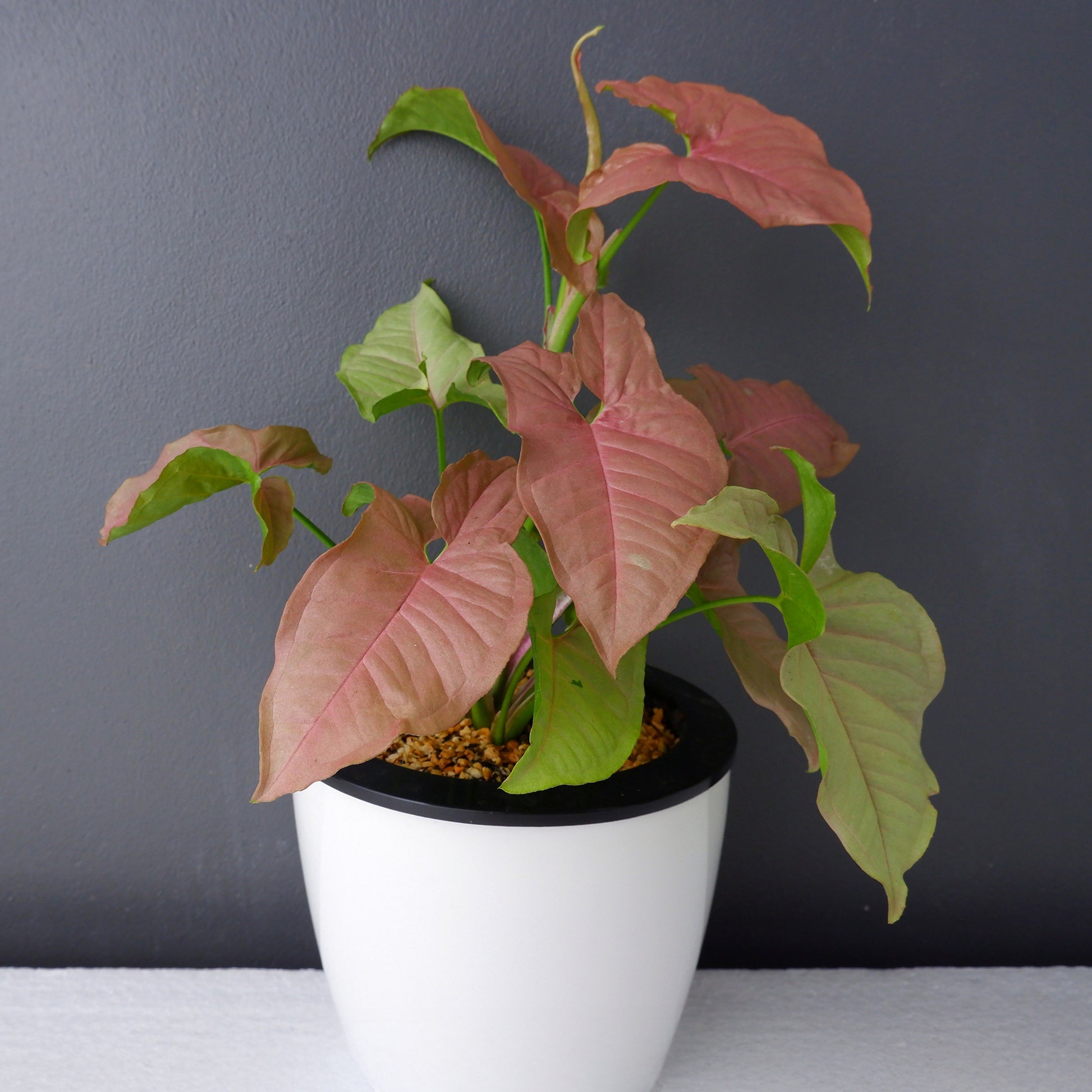 Pfeilblatt 'Neon' - Syngonium Neon - Bakker