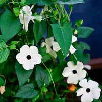 Schwarzäugige Susanne weiß - Thunbergia alata white - Bakker