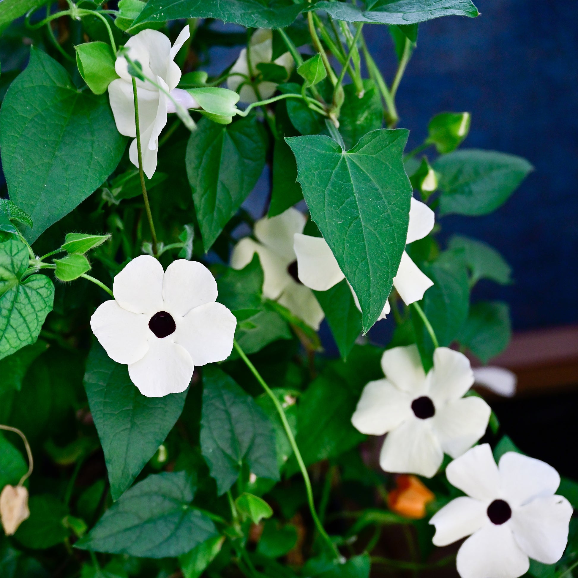 Schwarzäugige Susanne weiß - Thunbergia alata white - Bakker