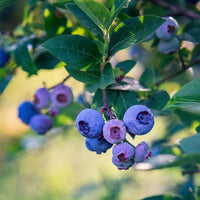 Heidelbeere ‚Bluecrop‘ - Vaccinium corymbosum Blue Crop - Bakker