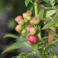 Heidelbeere ‘Pink Lemonade’ - Vaccinium x ashei Pink Lemonade - Bakker