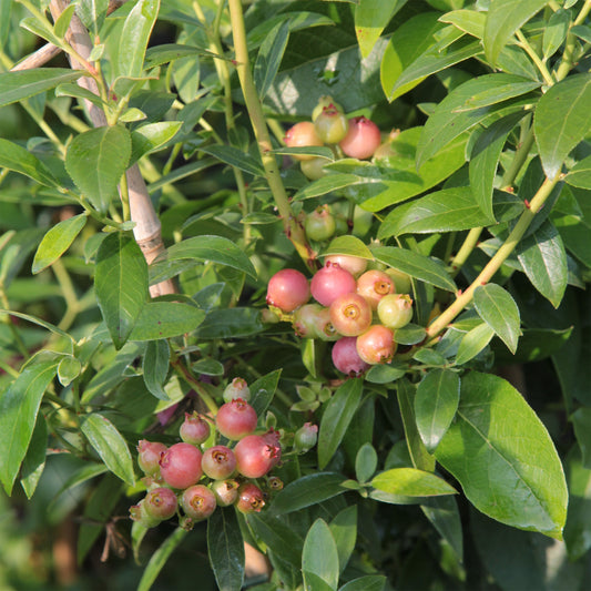 Heidelbeere ‘Pink Lemonade’ - Bakker