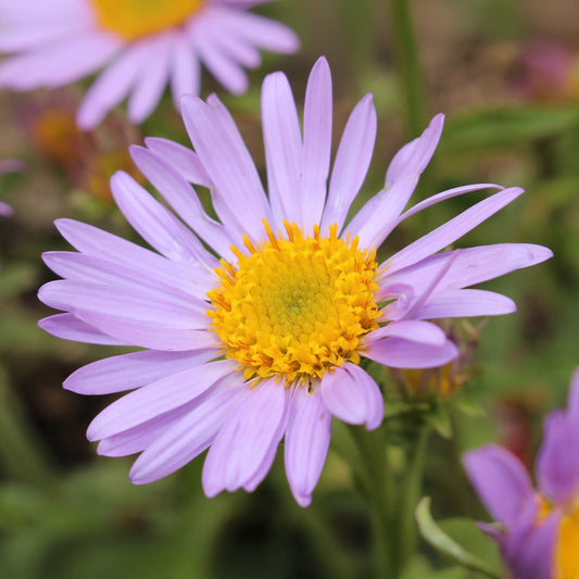 Feinstrahl 'Lavender Lady' - Bakker