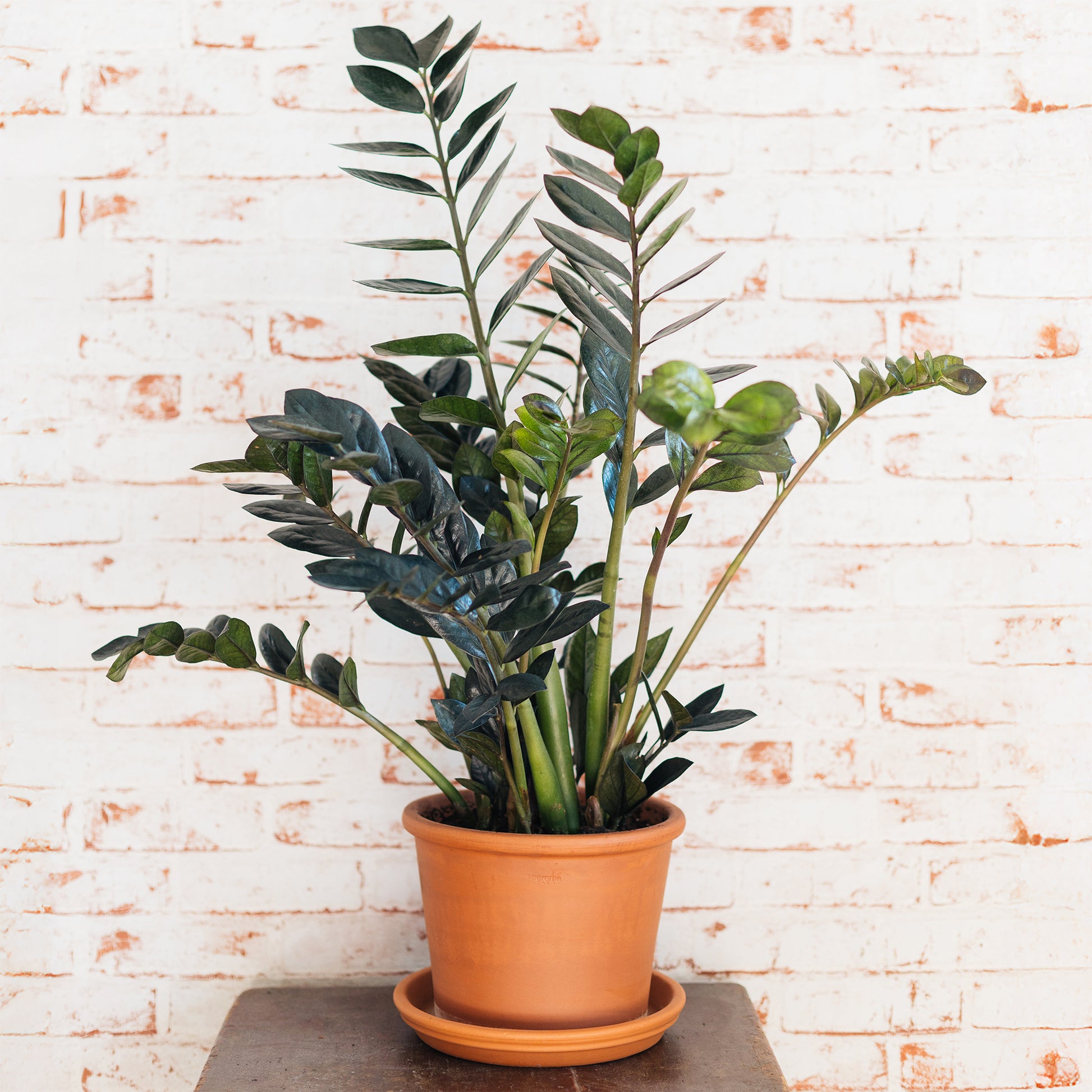 Zamioculcas zamiifolia Raven - Glücksfeder ‘Raven’ - Zamioculcas - Glücksfeder